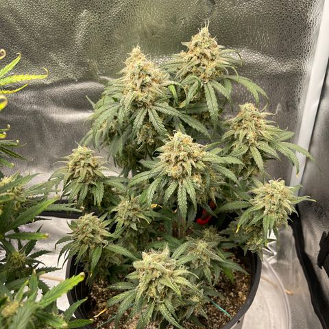 Sour Stomper growlog timeline photo