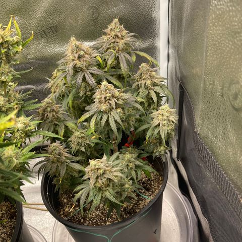 Sour Stomper growlog timeline photo