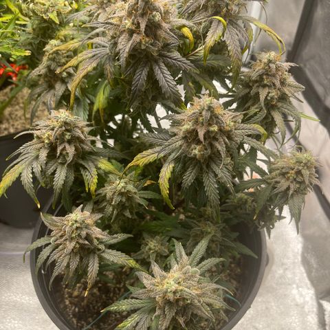 Sour Stomper growlog photo: The fade