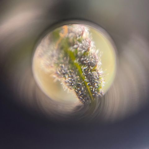 Sour Stomper growlog timeline photo