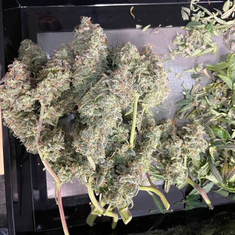 Sour Stomper growlog timeline photo