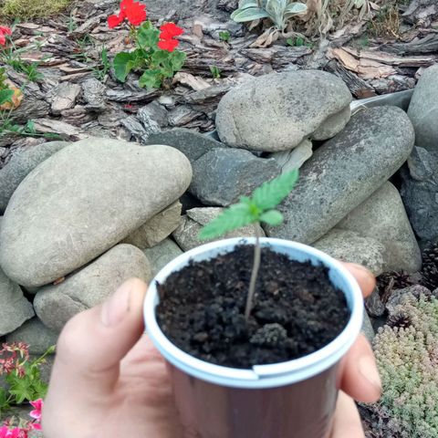 Automatic Royal Gorilla - G2 growlog timeline photo