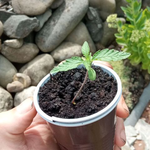 Automatic Royal Gorilla - G2 growlog timeline photo