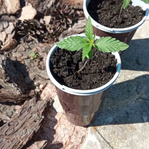 Automatic Royal Gorilla - G2 growlog timeline photo
