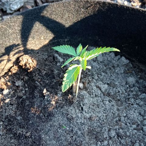 Automatic Royal Gorilla - G2 growlog timeline photo