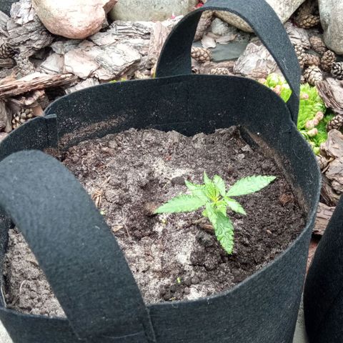 Automatic Royal Gorilla - G2 growlog timeline photo