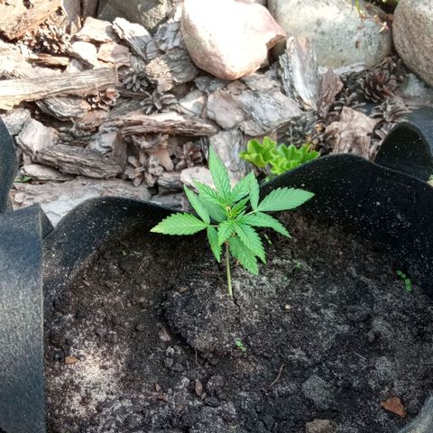 Automatic Royal Gorilla - G2 growlog timeline photo