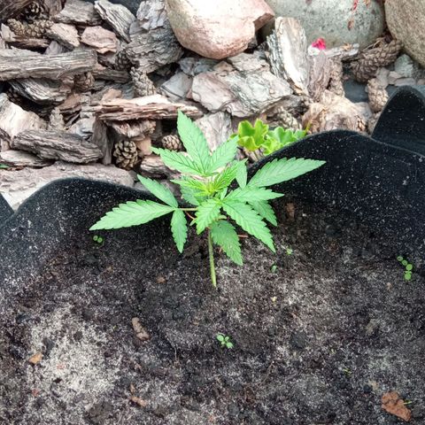 Automatic Royal Gorilla - G2 growlog timeline photo