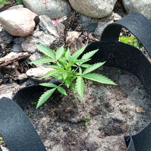 Automatic Royal Gorilla - G2 growlog timeline photo