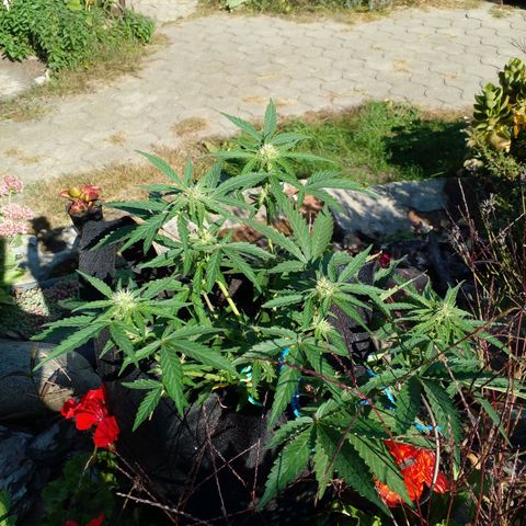Automatic Royal Gorilla - G2 growlog timeline photo