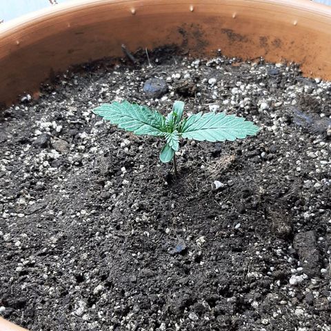Original Cinderella Auto growlog timeline photo