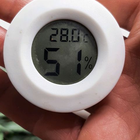 Original Cinderella Auto growlog photo: Because of the summer heat, the temperature above the bushes was as high as 32 degrees. We had to put in a fan