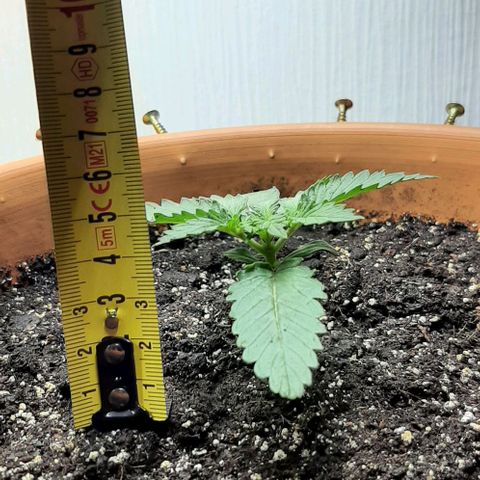 Original Cinderella Auto growlog photo: Because of the summer heat, the temperature above the bushes was as high as 32 degrees. We had to put in a fan