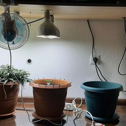 Original Cinderella Auto growlog photo: Because of the summer heat, the temperature above the bushes was as high as 32 degrees. We had to put in a fan