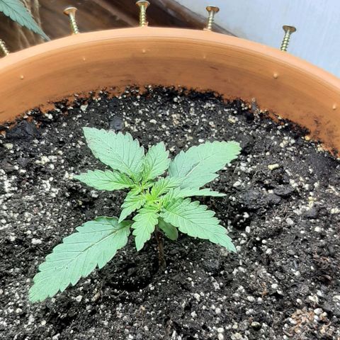 Original Cinderella Auto growlog photo: Because of the summer heat, the temperature above the bushes was as high as 32 degrees. We had to put in a fan