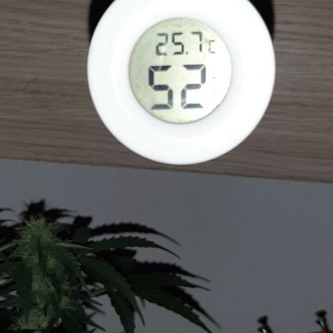 Original Cinderella Auto growlog photo: Because of the summer heat, the temperature above the bushes was as high as 32 degrees. We had to put in a fan