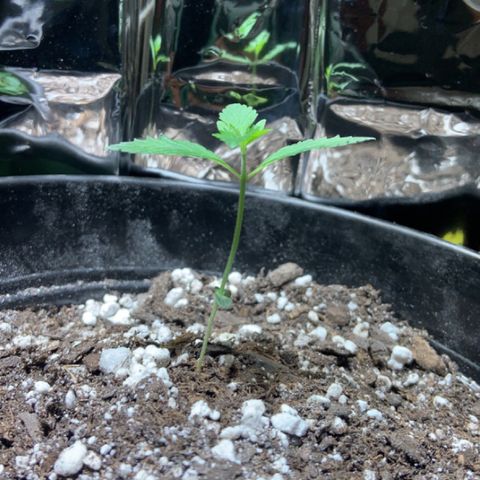 Cookie growlog timeline photo