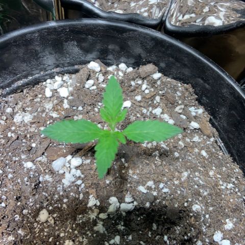 Cookie growlog timeline photo
