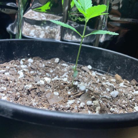 Cookie growlog timeline photo