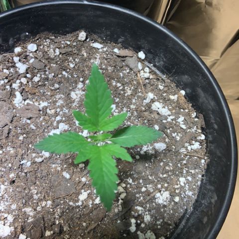 Cookie growlog timeline photo