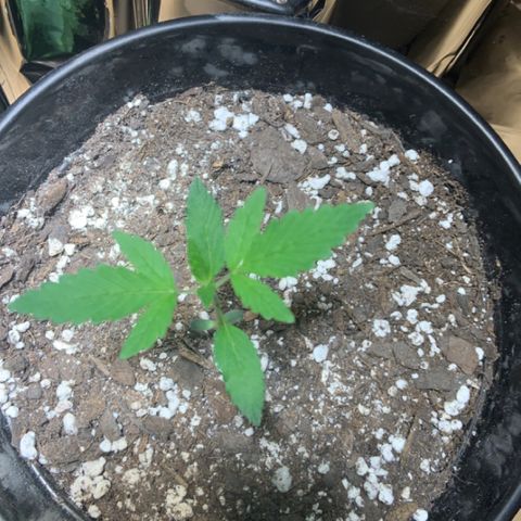 Cookie growlog photo: At 11pm
