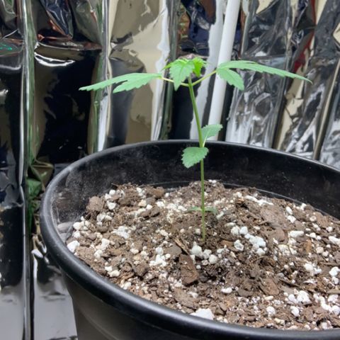 Cookie growlog timeline photo