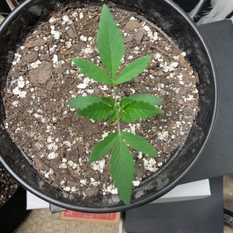Cookie growlog timeline photo