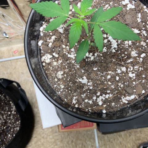 Cookie growlog timeline photo