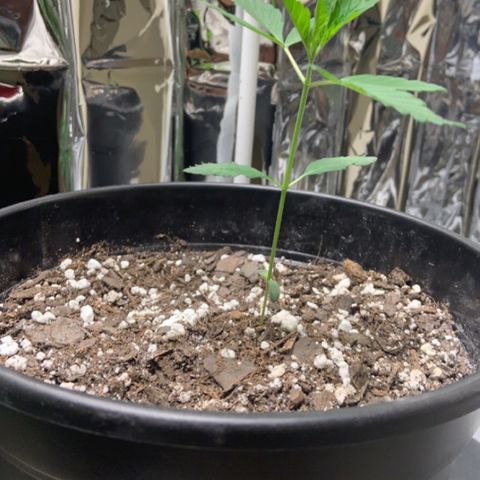 Cookie growlog timeline photo