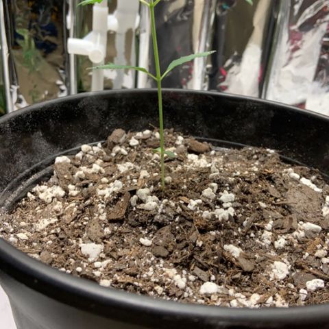Cookie growlog timeline photo