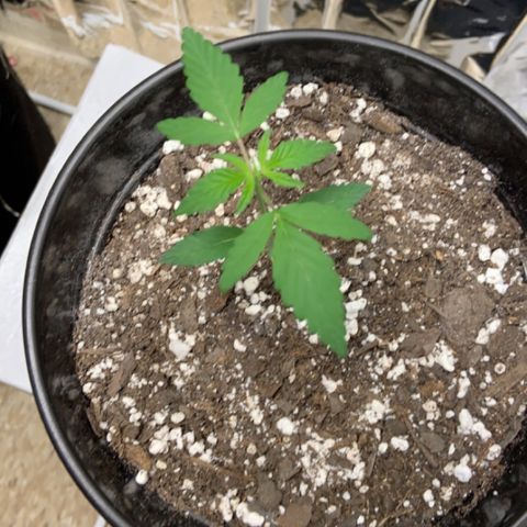Cookie growlog timeline photo