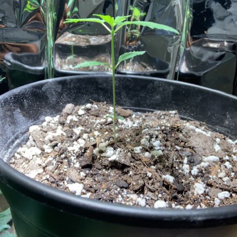 Cookie growlog timeline photo