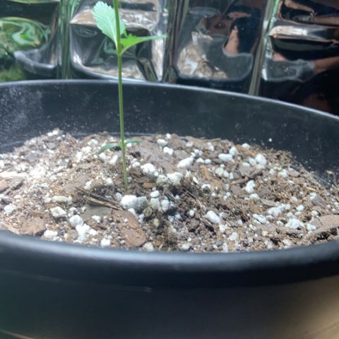 Cookie growlog timeline photo