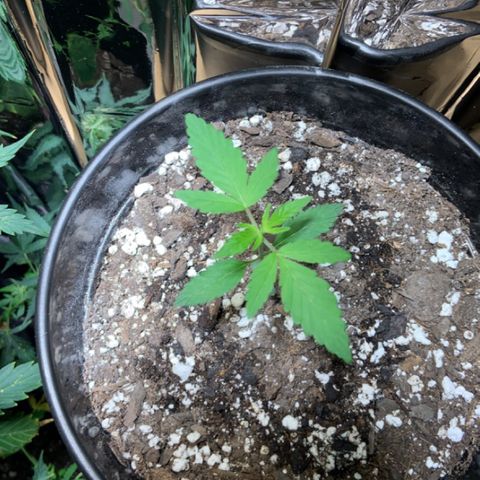 Cookie growlog timeline photo