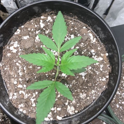 Cookie growlog timeline photo