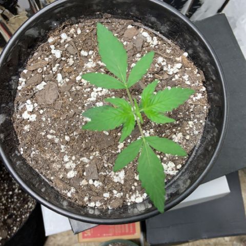 Cookie growlog timeline photo
