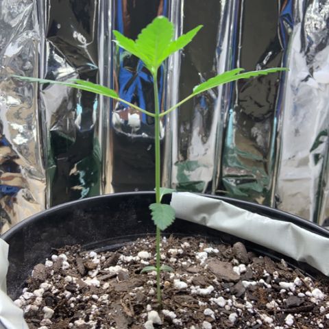 Cookie growlog timeline photo