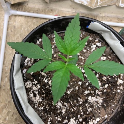 Cookie growlog timeline photo