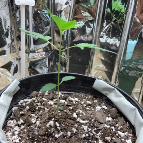 Cookie growlog timeline photo