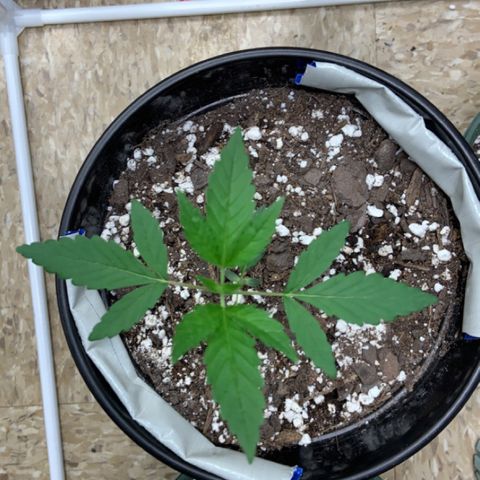 Cookie growlog timeline photo