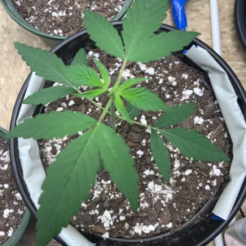 Cookie growlog timeline photo