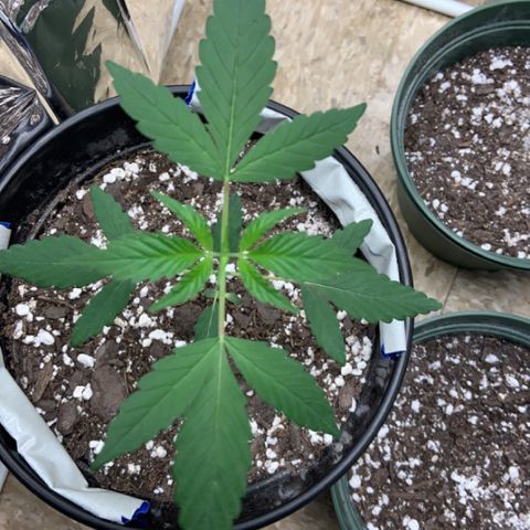 Cookie growlog timeline photo