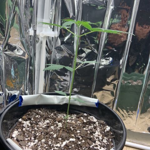 Cookie growlog timeline photo