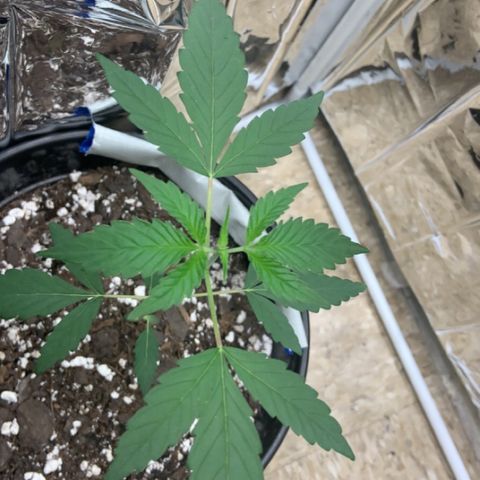 Cookie growlog timeline photo