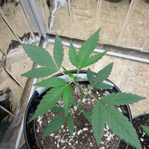 Cookie growlog timeline photo