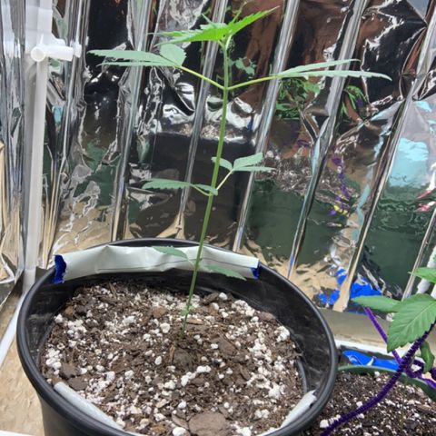 Cookie growlog timeline photo
