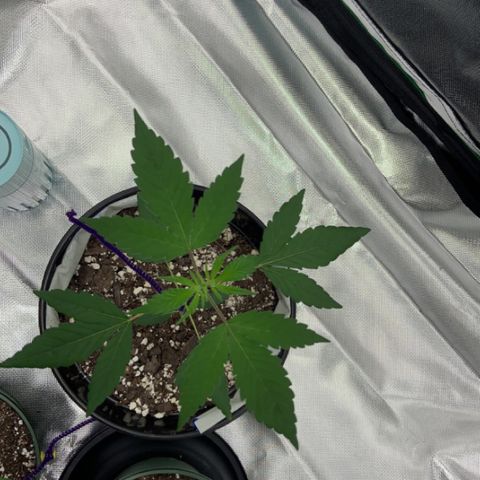 Cookie growlog timeline photo