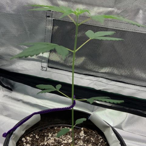 Cookie growlog timeline photo