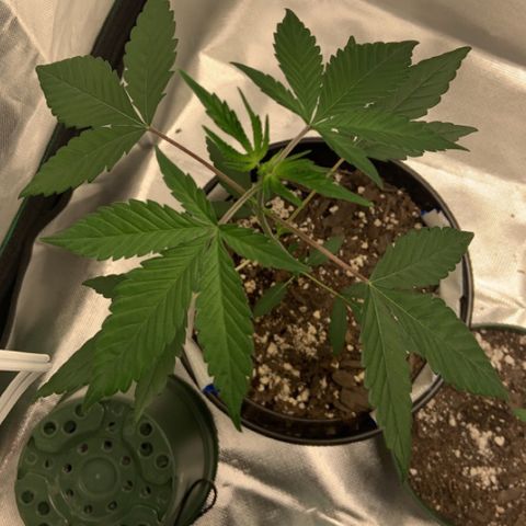 Cookie growlog timeline photo