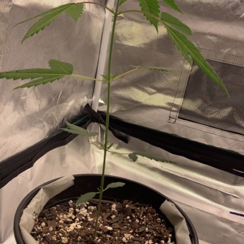 Cookie growlog timeline photo